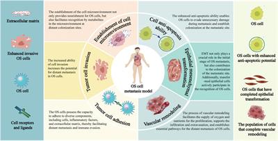 Hypoxia inducible factor-1ɑ as a potential therapeutic target for osteosarcoma metastasis